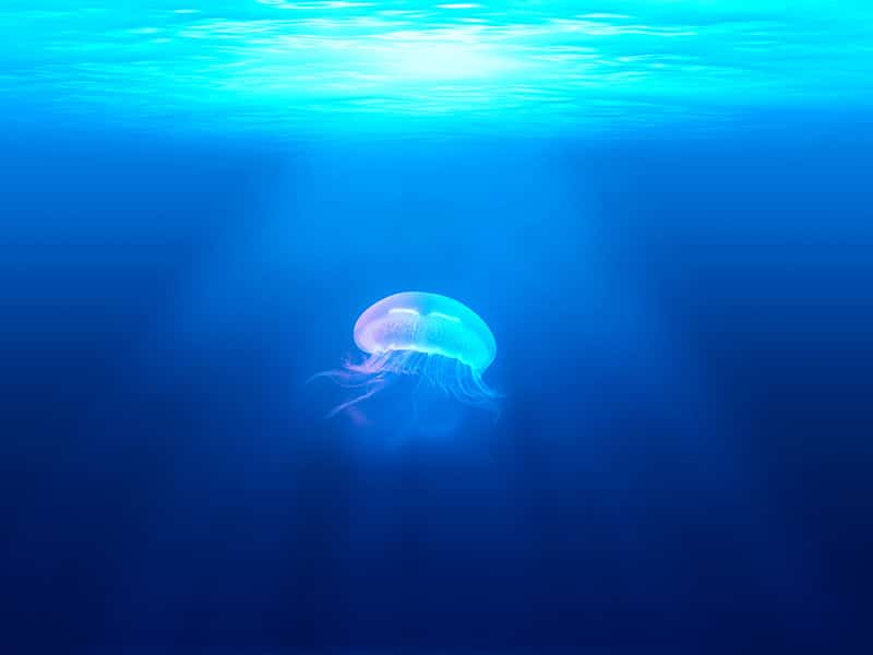 jellyfish surprised science